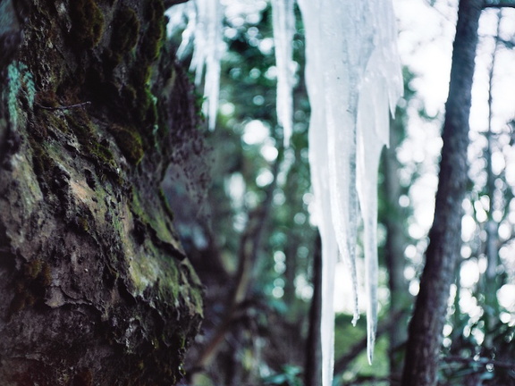 Ice on the Sheltowee Trace